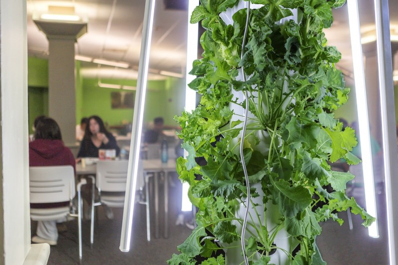The Tower Gardens at CIW Dining Hall grow produce and herbs such as kale, Swiss chard, dill and basil, with minimal attention.
