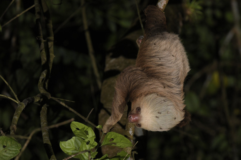 Moths alight on the fur of a Hoffmann's Two-toed Sloth in Costa Rica.