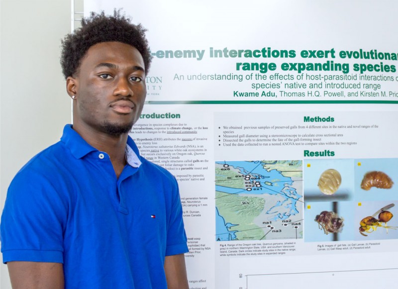 Kwame Adu’s summer project, “Uncovering the effects of host-parasite interactions on an invasive species,” focused on the evolutionary pressures the parasitic wasp exerts on an invasive insect in two habitats.