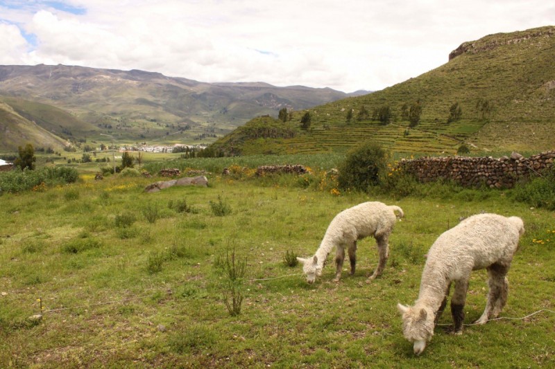 Alpaca graze in Peru's Colca Valley.