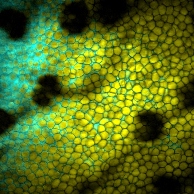 Assistant Professor Fake 