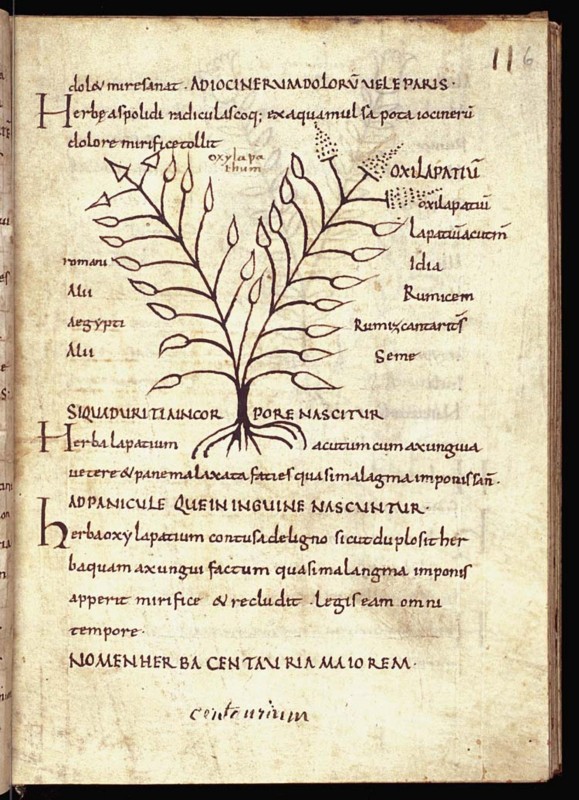 Depiction of the herb sorrel and description of its medical uses, from a collection of various herbals in The Hague, Museum Meermanno, Ms 10.D.7, fol. 6r.
