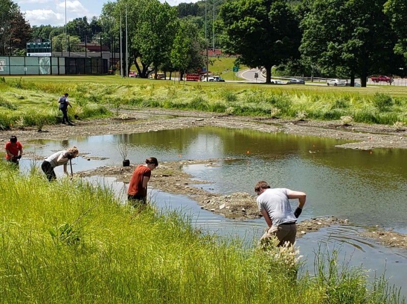 First-Year Research Immersion students in the biogeochemistry track work to restore the Bartle wetlands on campus in 2019.