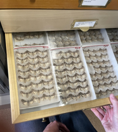 A drawer of F. herilis moth specimens stored at the Cornell University Insect Collection.