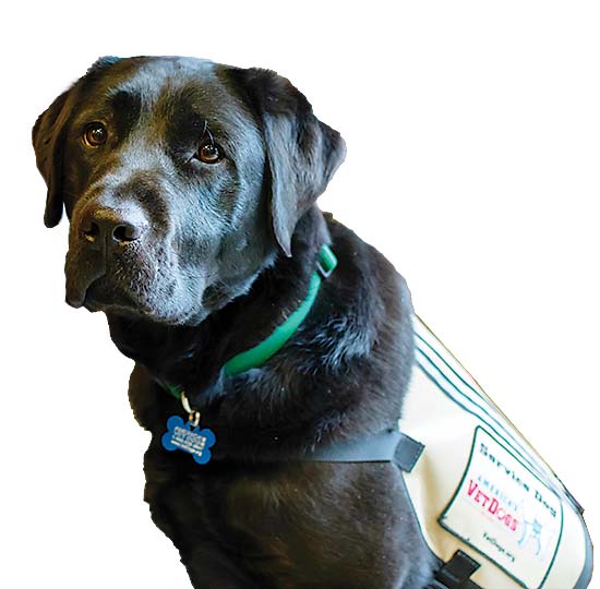 Service dog Chesty helps a local veteran with PTSD.