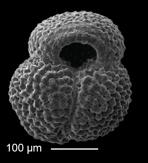 A scanning electron microscope image of Globigerinoides ruber, a planktic foraminifera species that was used in the geochemical study to reconstruct the behavior of the Kuroshio Current Extension.