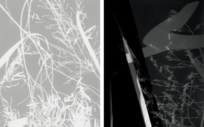 Hans Gindlesberger’s Native Species #1 (left) and Invasive Species #1 (right) are from the 2020 series Dispatches from the Bureau for Recording Clouds. Both feature photograms of native plants; the one on the left was exposed by moonlight and the one on the right by light pollution.