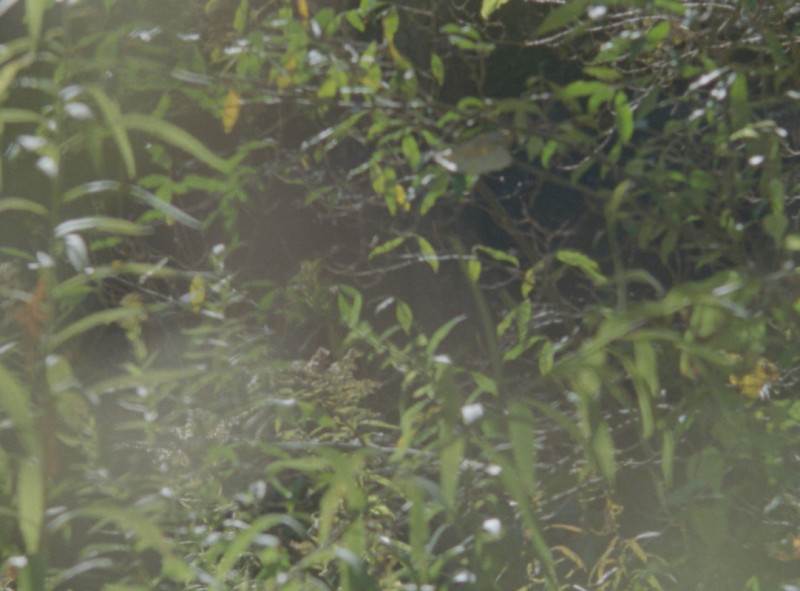 A still from Binghamton University Assistant Professor of Cinema Magdalena Bermudez’s experimental film 'Hiding Places.'