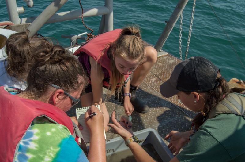 Students in the Marine Geology course at the Chincoteague Field Station investigate oceanic sediment processes.