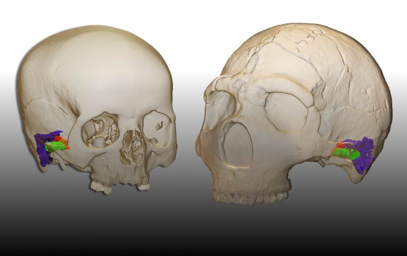 3D model and virtual reconstruction of the ear in a modern human (left) and the Amud 1 Neandertal (right)