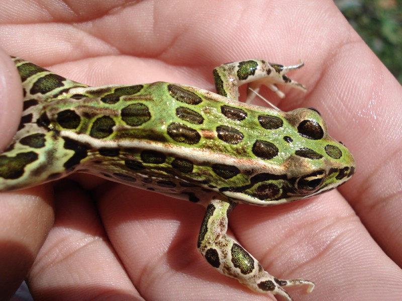Native amphibians, like the Northern leopard frog, Lithobates pipiens, are less tolerant to chemical changes than non-native amphibians, new research from Binghamton's George Meindl shows.