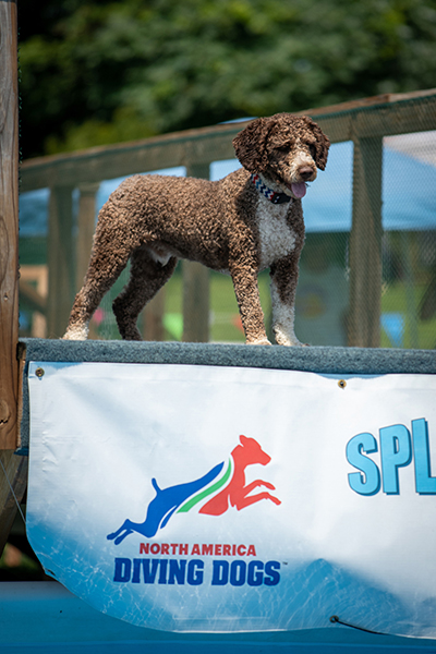 Indi, an 18-month-old Spanish water dog owned by Sarah Spinler, waits for a turn to dive.