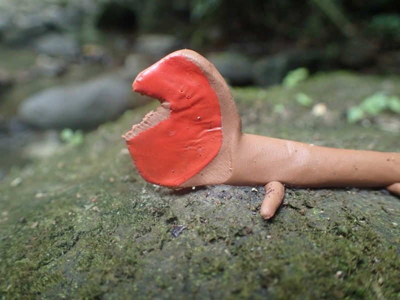 A clay model of a water anole with the serrated beak-mark from a motmot bird.