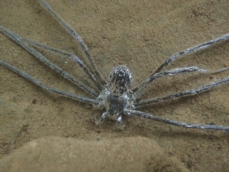 The tropical spider Trechalea extensa was observed spending about 30 minutes underwater. While submerged, it kept a 