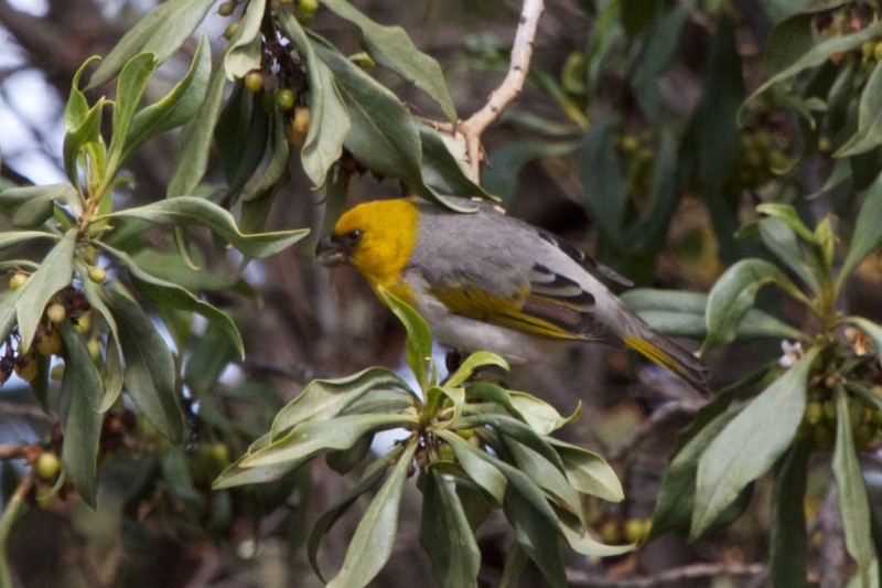A Palila bird on a branch in Hawaii.