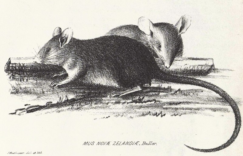 Illustration of Polynesian rat from an 1870 article in 