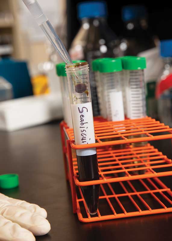 Testing Seabiscuit’s DNA in a Binghamton lab.