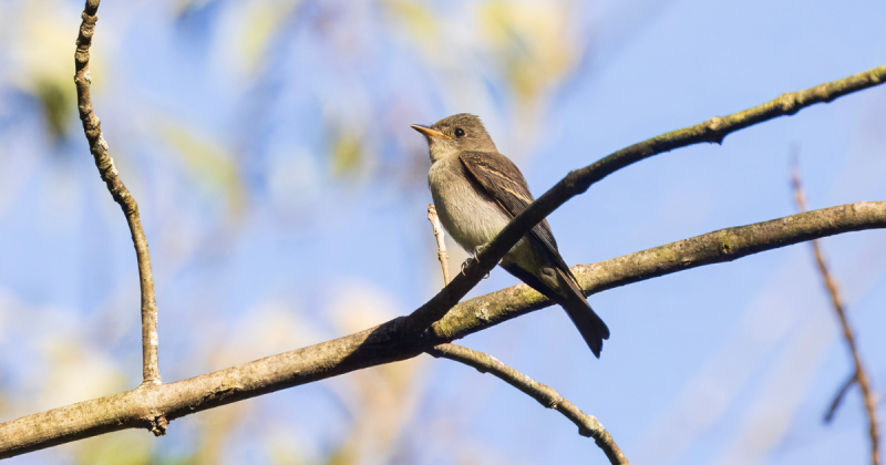 Wood-pewees migrate from places like Upstate New York to spend their winters in Central America and northern South America.