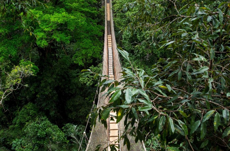A canopy walkway at the Amazon Conservatory for Tropical Studies (ACTS) Field Station in the Napo-Sucusari Biological Reserve, located 40 miles outside of Iquitos, Peru.