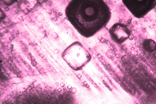 This image shows 11.8-million-year-old seawater trapped in primary fluid inclusions in chevron halite. Mebrahtu F. Weldeghebriel, a doctoral student in geological sciences and environmental studies, entered it in the 2019 Art of Science competition.