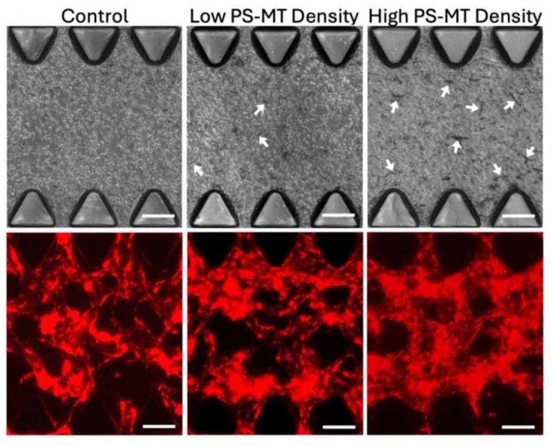 By developing a composite hydrogel incorporating polystyrene microtubes, Binghamton University researchers increased blood distribution in bioengineered tissues.