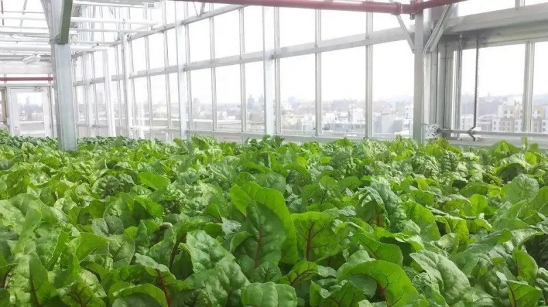 Greens grow in ReBORN Farms' greenhouse in the South Bronx.