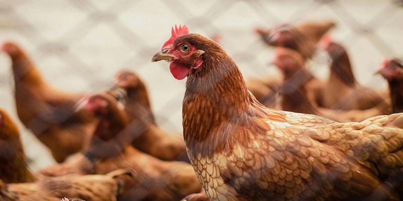 Binghamton University researchers aim to develop a new avian flu vaccine from yeast cells.