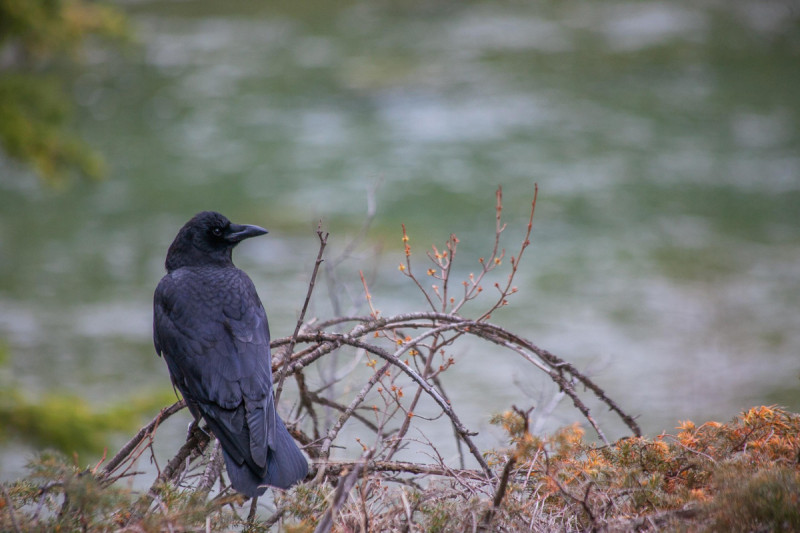 An American crow sits on a branch.