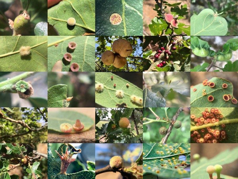 A collage of oak galls created by oak gall wasps.