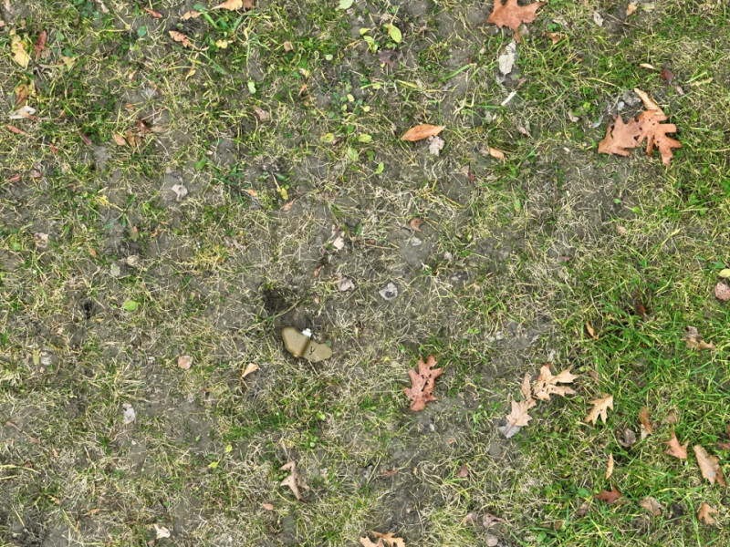 An inert PFM-1 landmine hidden in the grass of the Binghamton University Nature Preserve