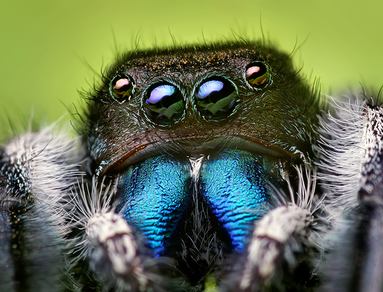 Jumping spiders - like the one here - can actually hear even though they don't have ears.