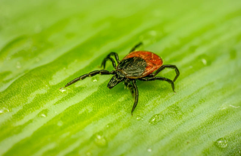 Populations of black-legged ticks -- a major carrier of Lyme, anaplasmosis and other diseases -- are exploding in the United States. Image Credit: Pexels.