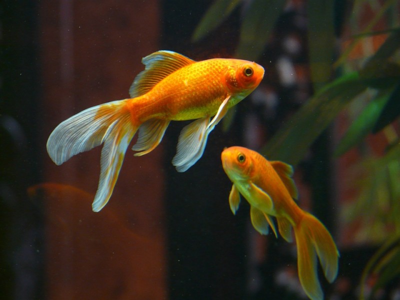 Goldfish, seen here, share a common hybrid ancestor with carp, according to recent research.