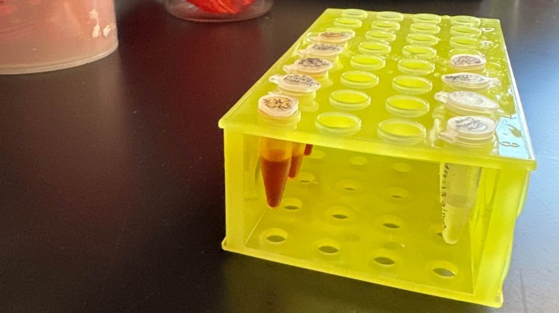 Tea samples (left) next to filtered water samples (right).