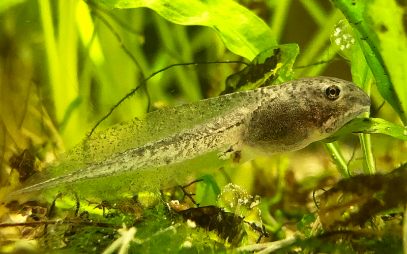 Wood frog (Lithobates sylvaticus) tadpole.