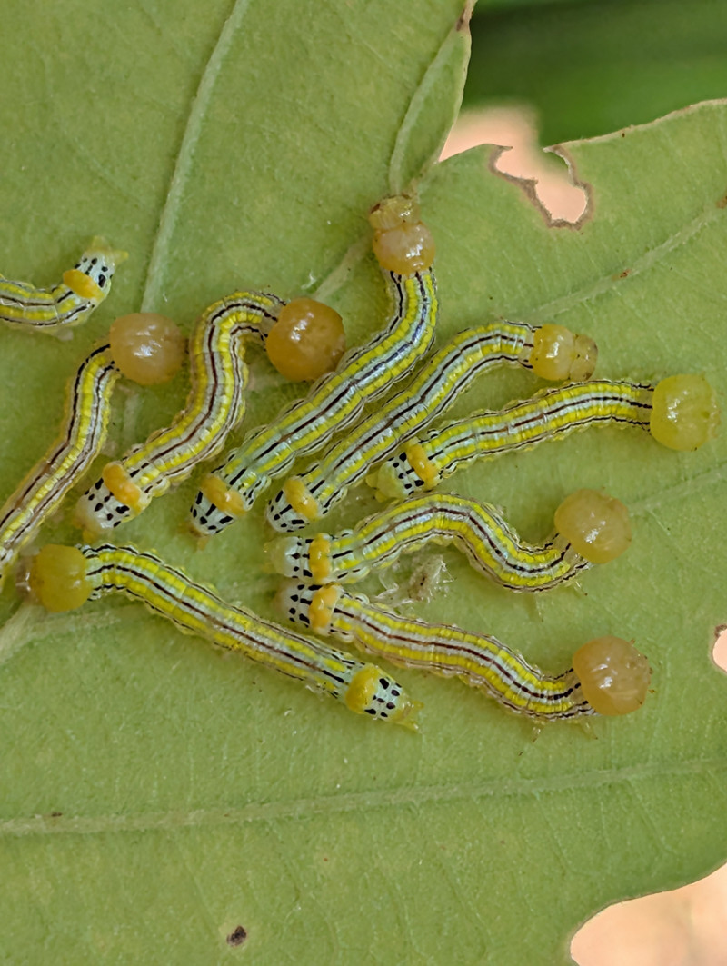 These are white-headed prominent moths that were found on the underside of an oak leaf. These little guys usually go unnoticed until they are in their adult form. It is exciting to see them as caterpillars.