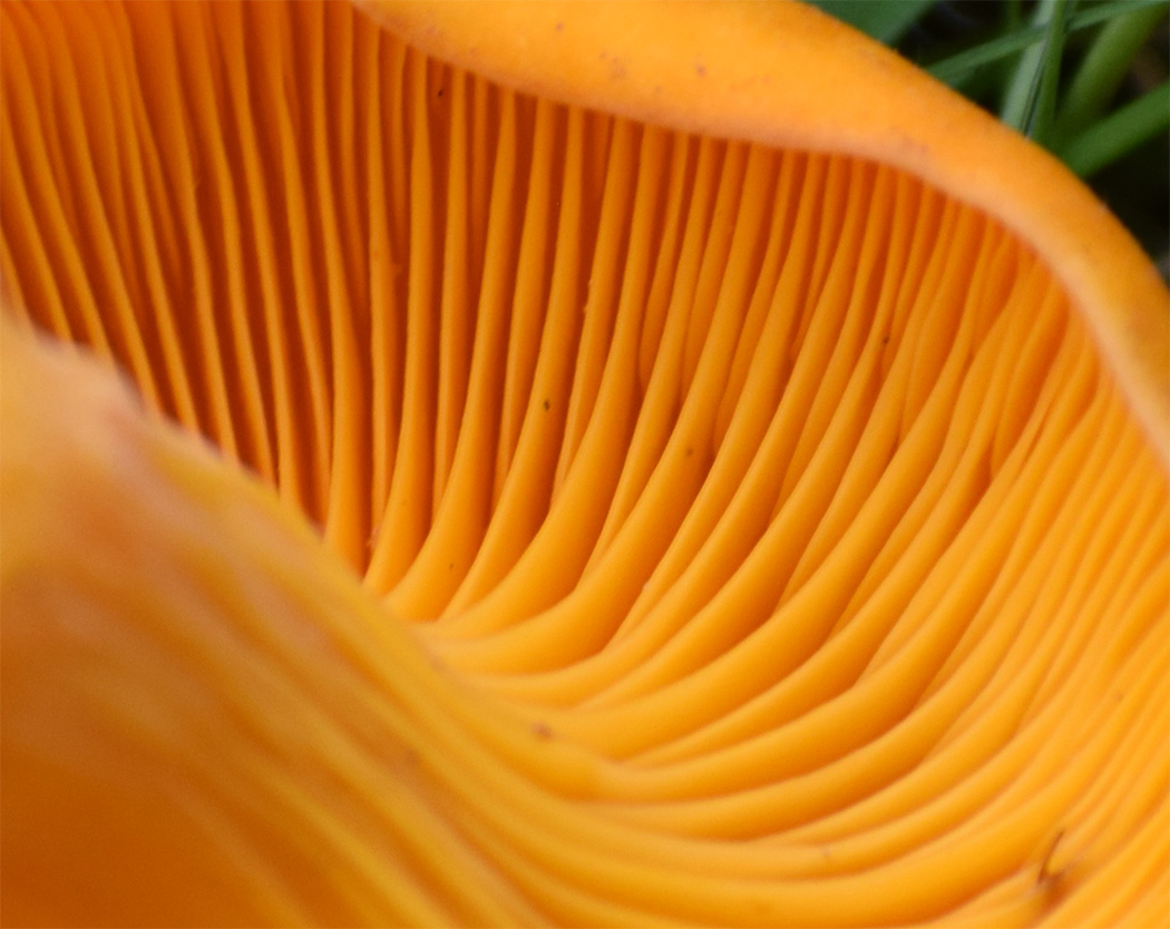 The gills (lamellae) of this fungus are beautifully shaped underneath the cap of the mushroom. They are used for the production and release of spores.