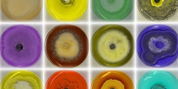 An image of different species of fungi that can be used as a healing agent in sustainable structures.
