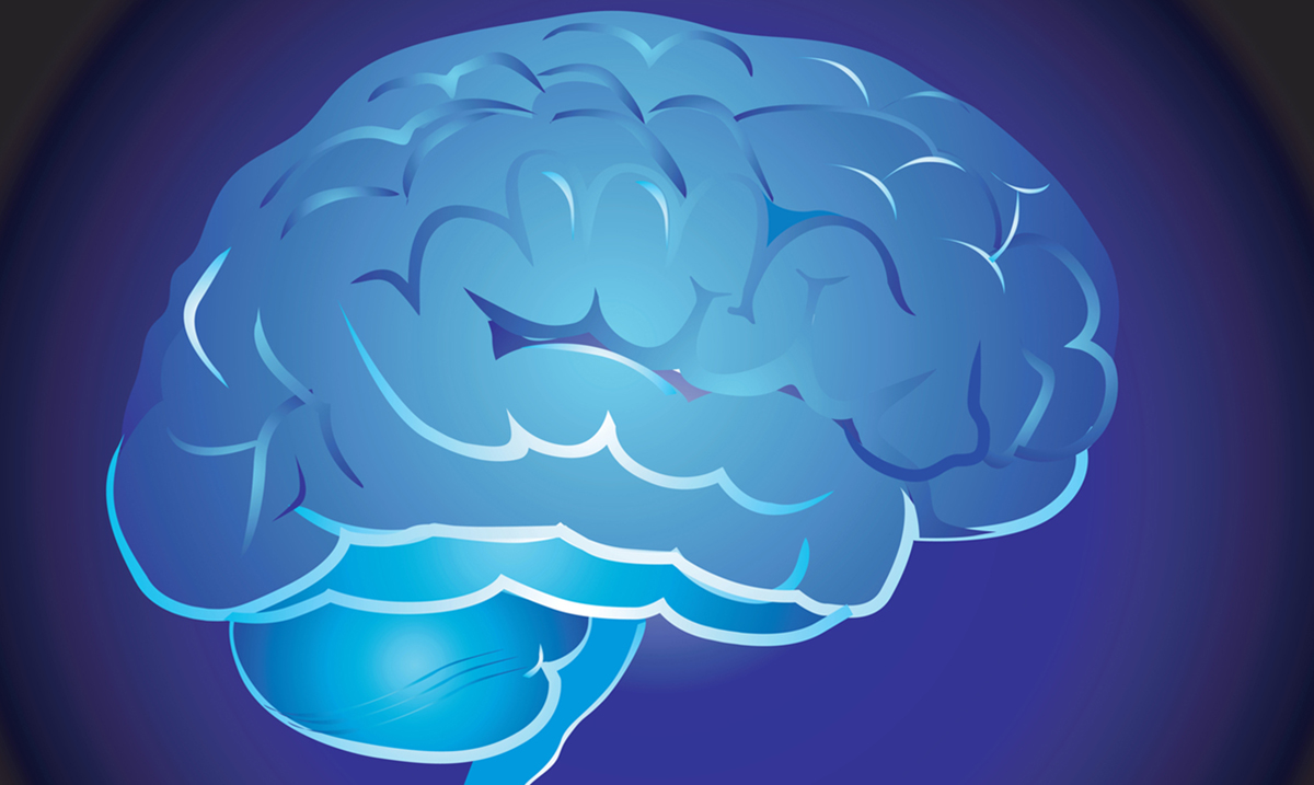 New research at Binghamton University looks at how brain folds form.