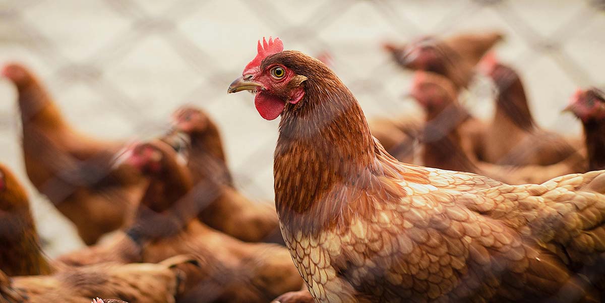 Binghamton University researchers aim to develop a new avian flu vaccine from yeast cells.