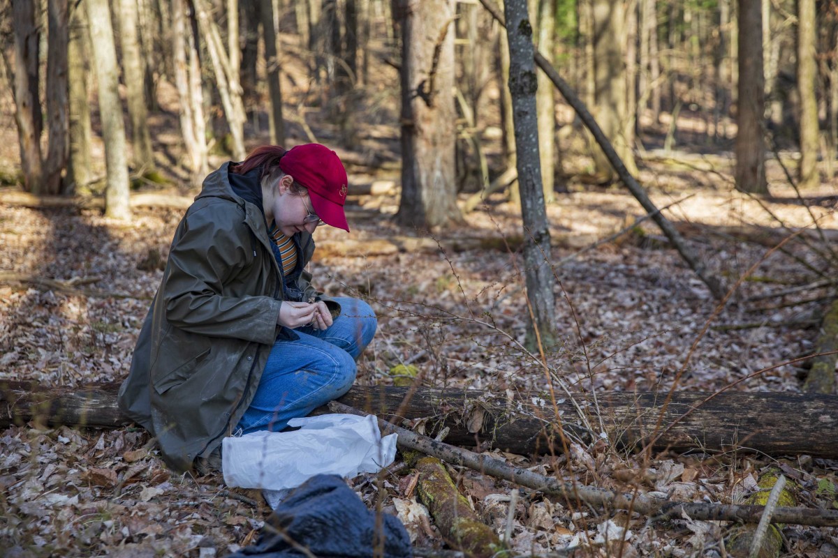 Diana Knoell gathers leaves in the Binghamton University Nature Preserve for a research project.