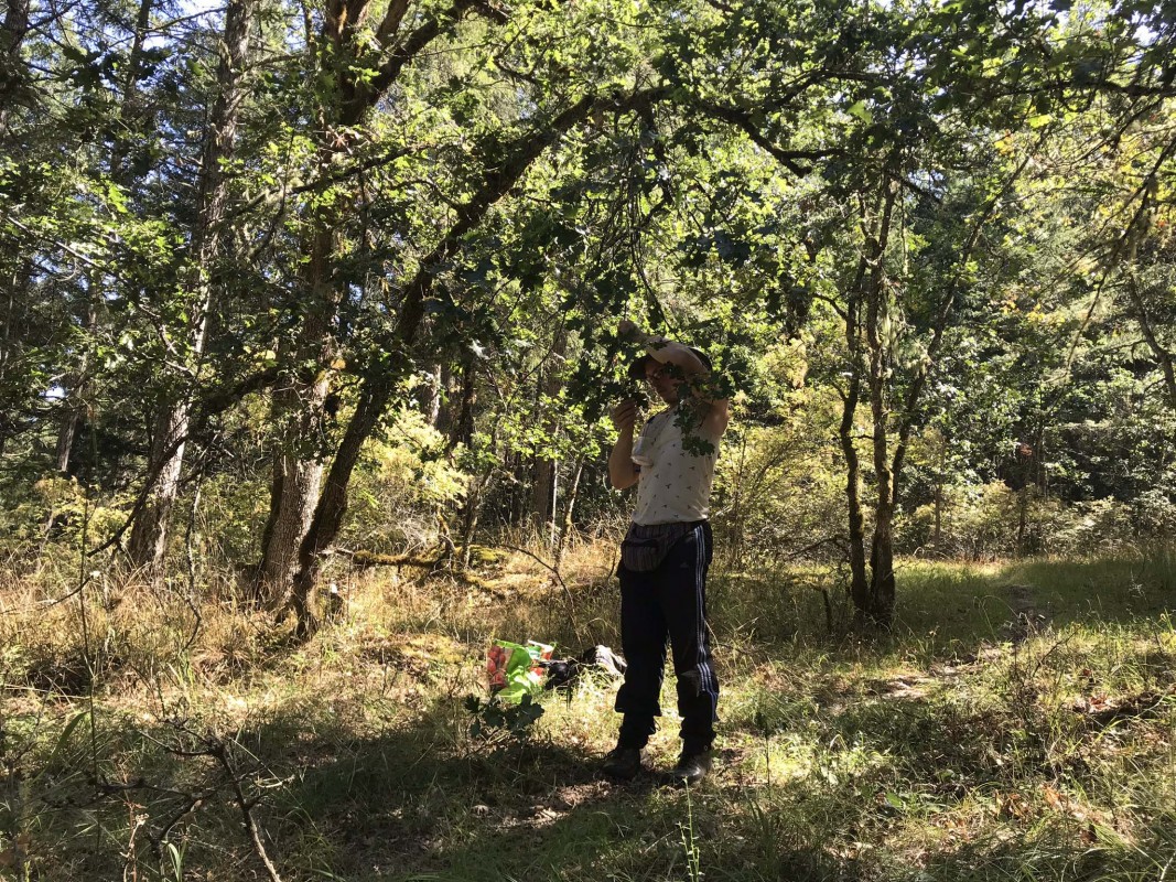 Dylan Jones, a doctoral candidate in biological sciences, conducts research in an oak savanna on the West Coast.