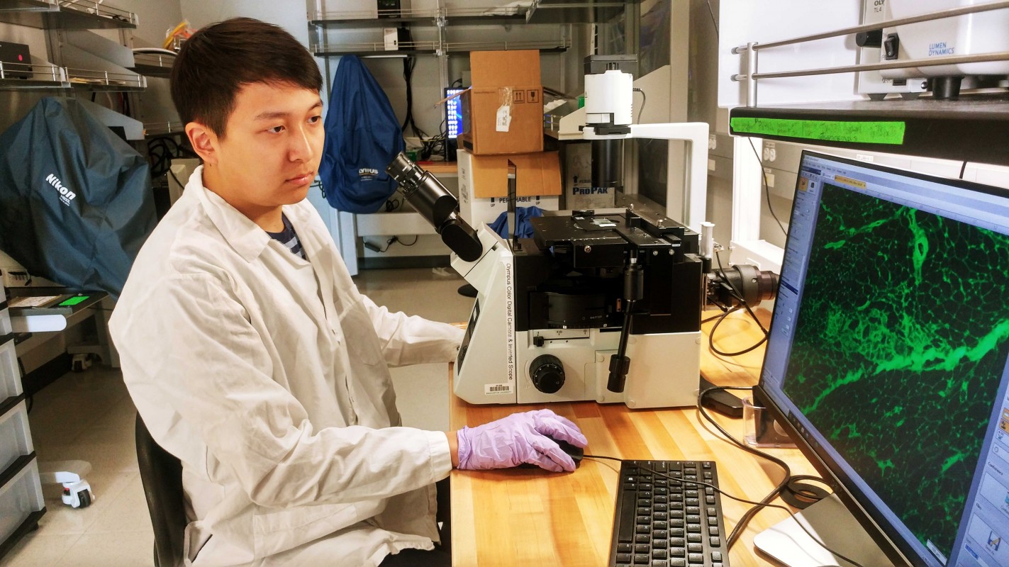 Ernest Wang, an integrative neuroscience major, in the lab