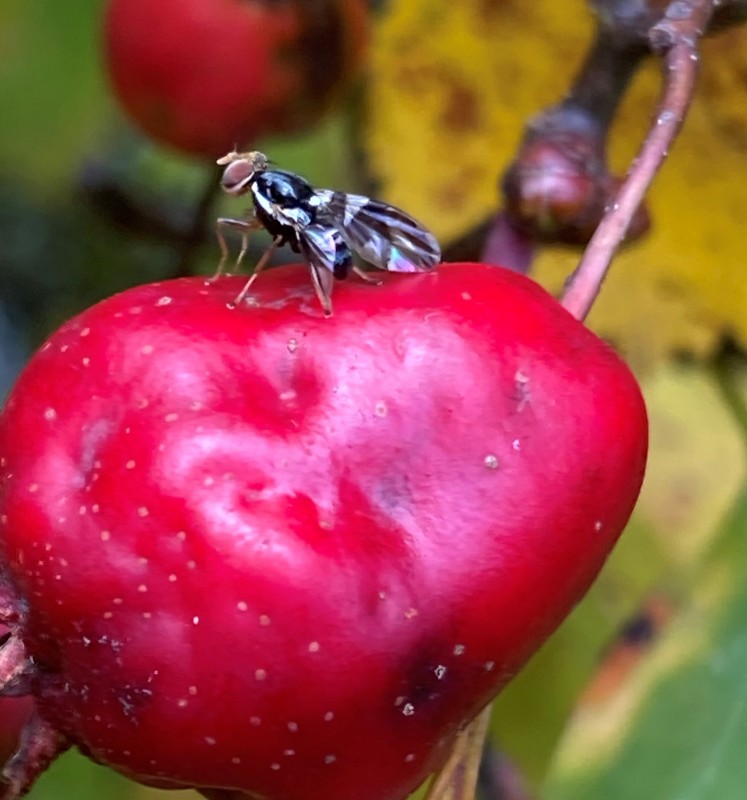 An apple maggot fly on an apple.