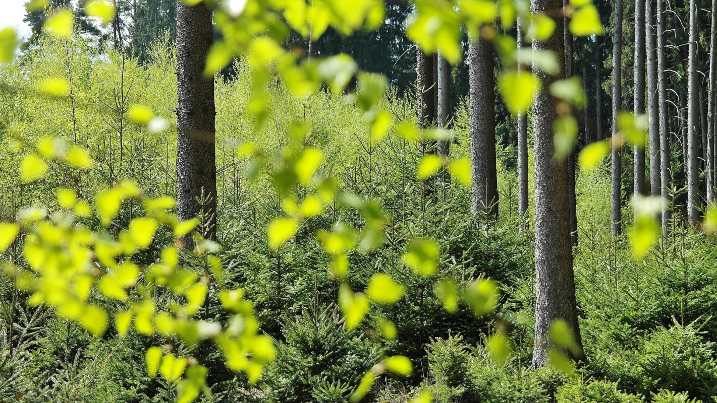 A forest scene.