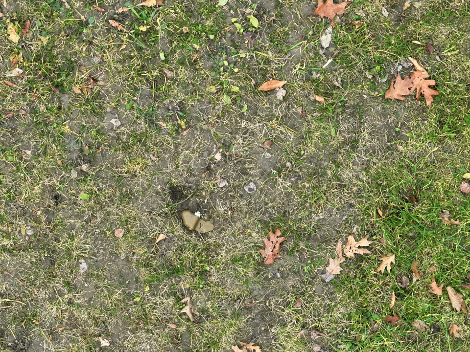 An inert PFM-1 landmine hidden in the grass of the Binghamton University Nature Preserve