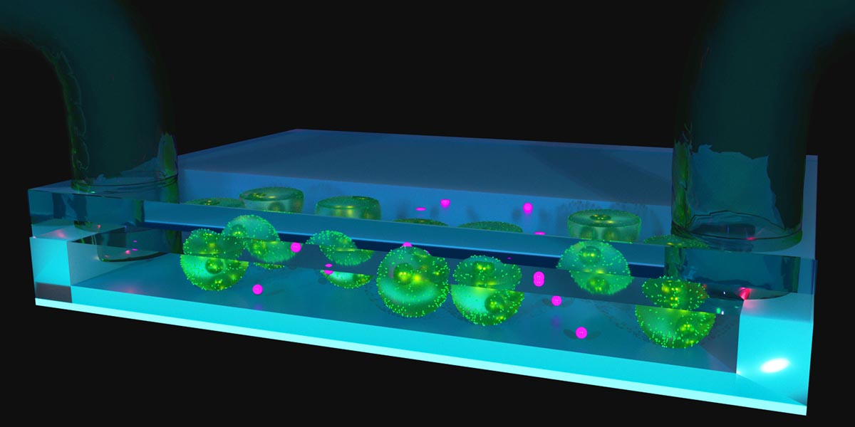 Nanoparticles with irregular shapes and coated with plastic will be introduced into an algae tank and observed to see how living cells react.