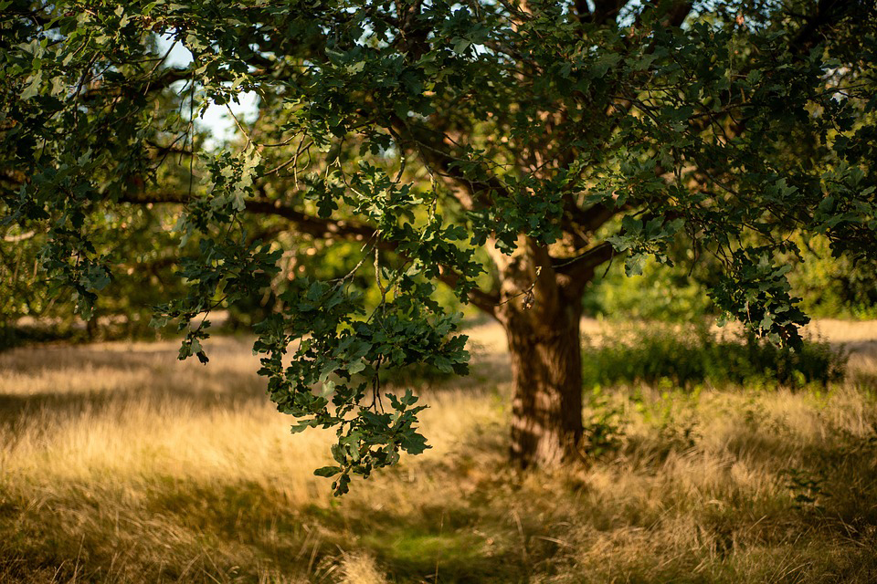 Dry grass under an oak tree