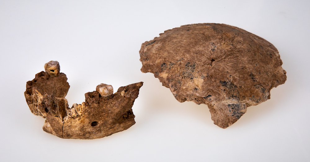 The Nesher Ramla human mandible (left) and parietal bone (right).