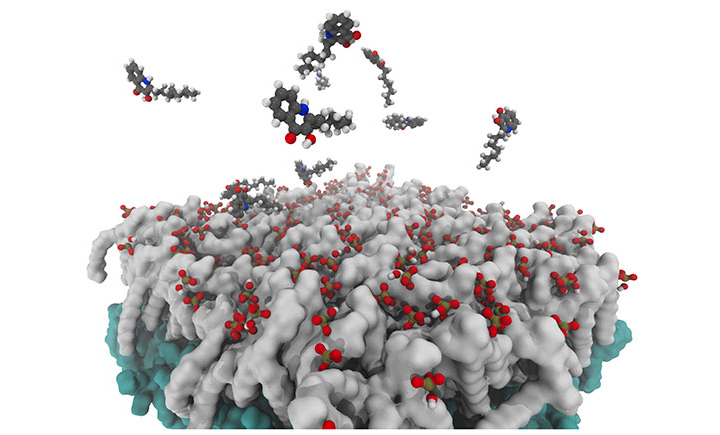 Small communication molecules interacting with the membrane of the bacterial cell.